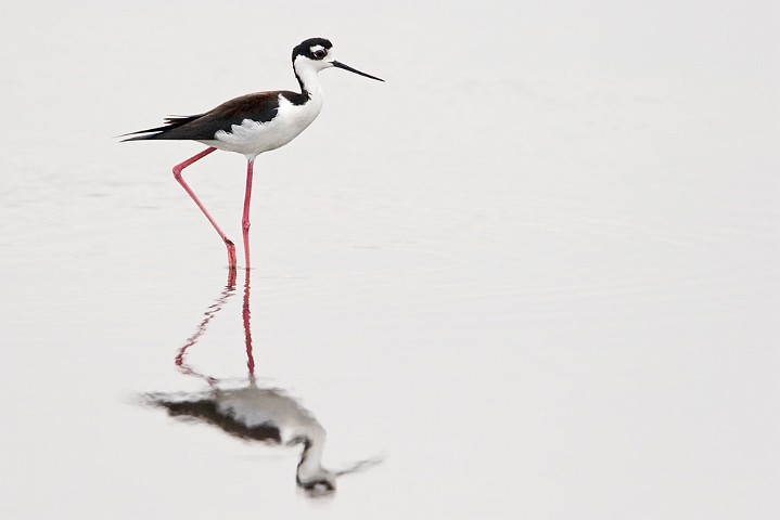 Amerikanischer Stelzenlufer Himantopus mexicanus Black-necked Stilt